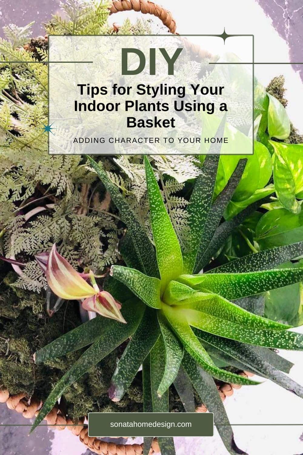 How to Arrange Indoor Plants in a Basket for a Stunning Display ...