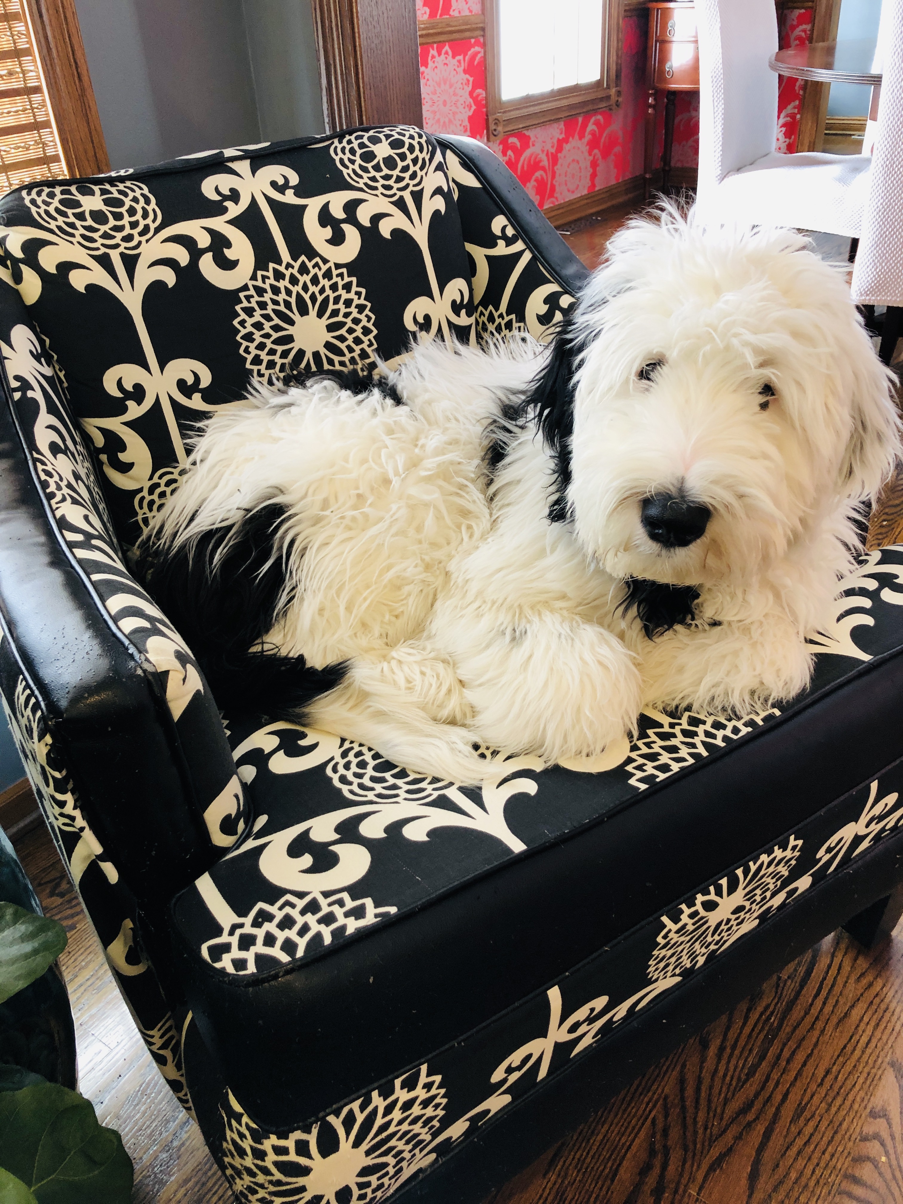 Bentley in his chair.