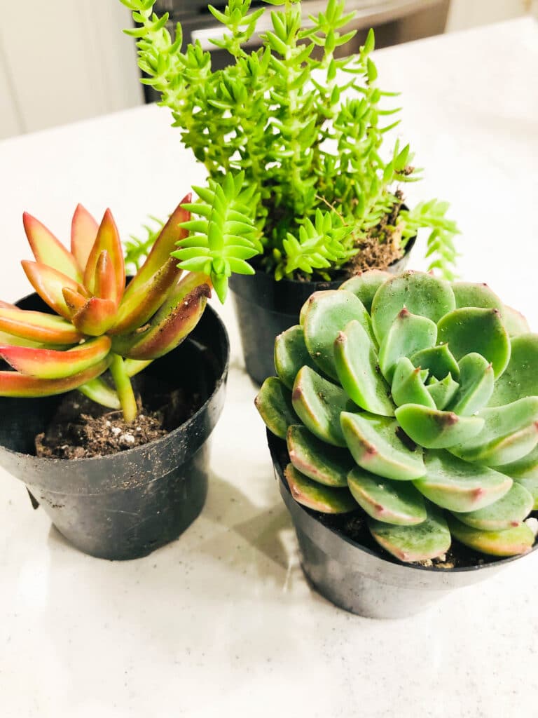 Three succulent plants.