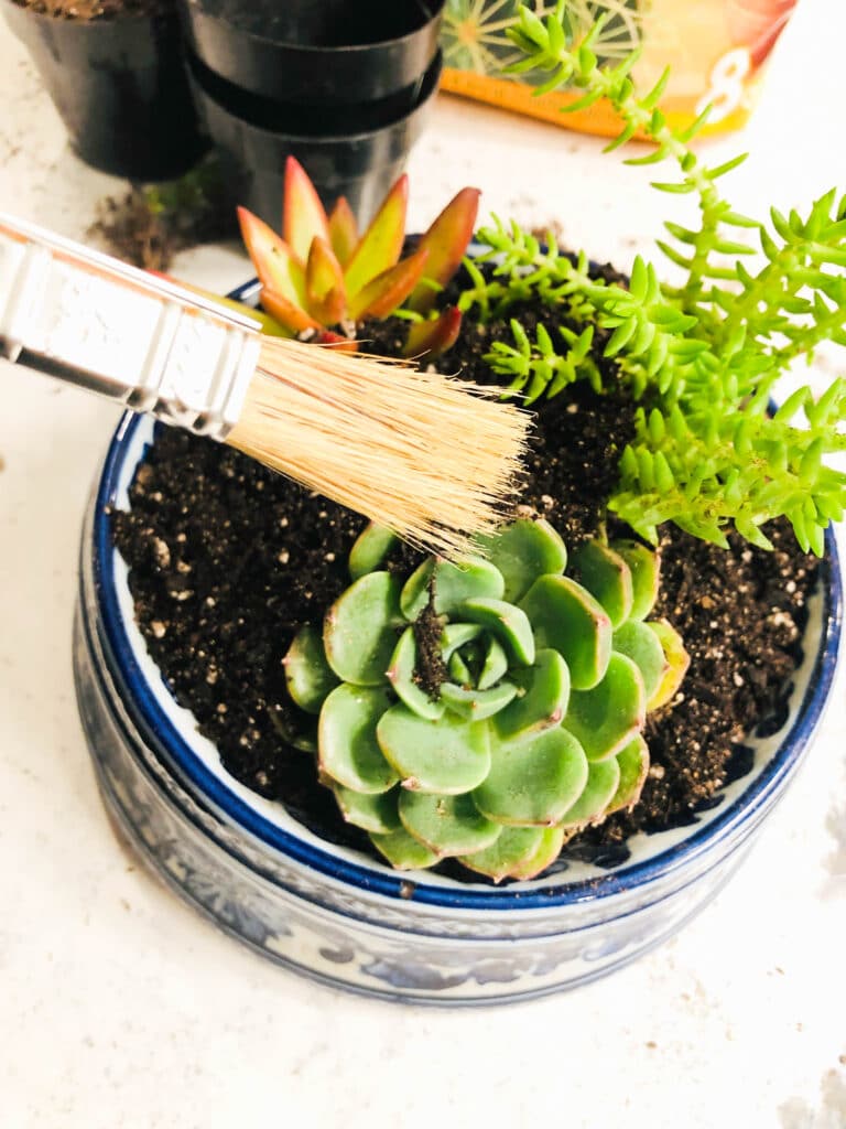 Brushing the loose dirt of of the dog bowl planter.