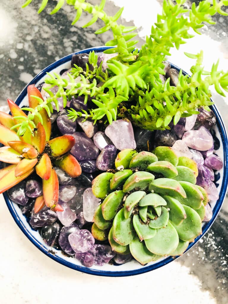 An aerial view of the completed dog bowl planter.