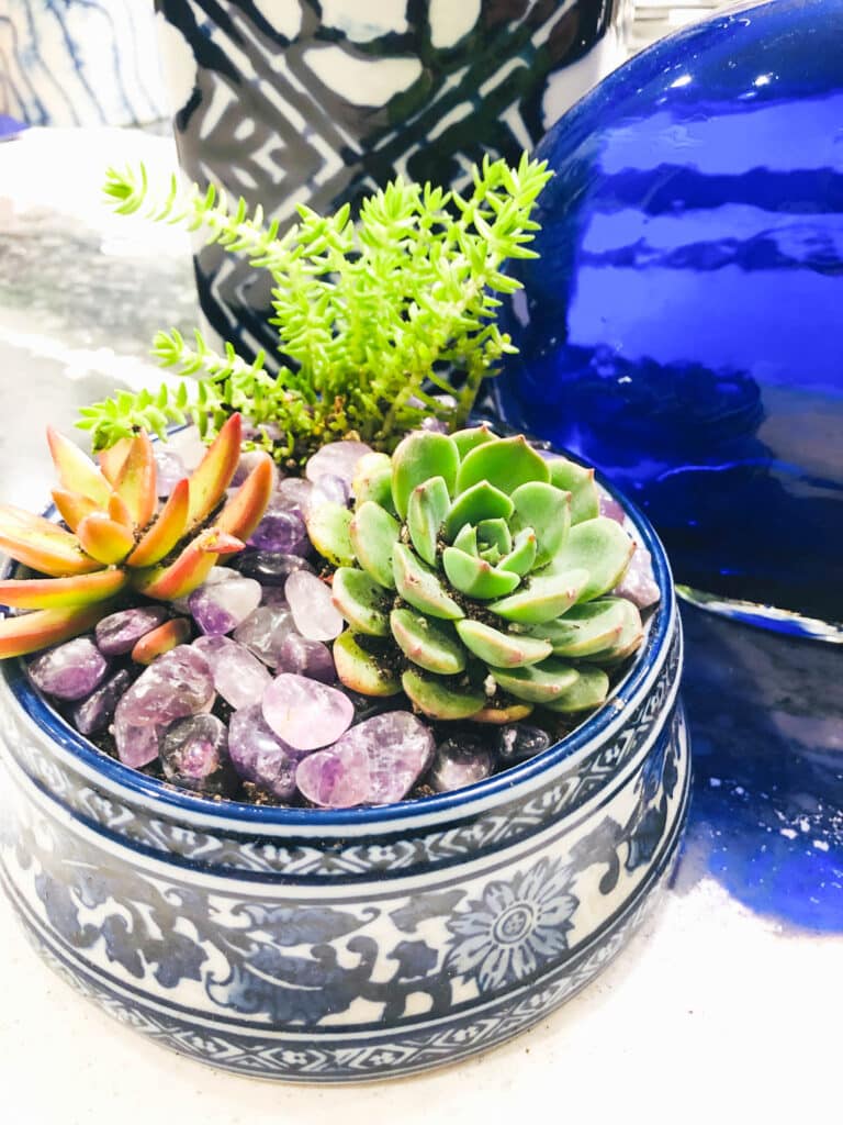 A cobalt blue glass vase enhances the look of the dog bowl planter filled with succulents.