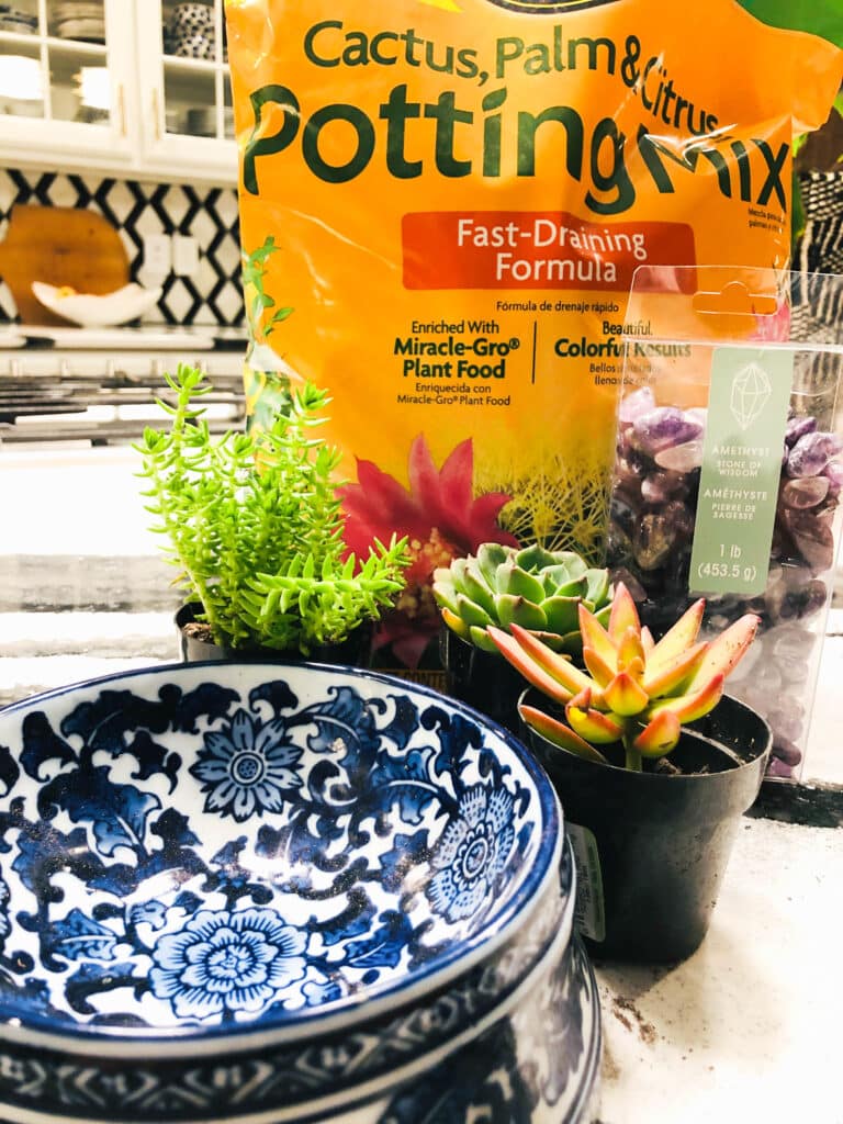 A dog bowl sitting beside three succulent plants ready to be planted.