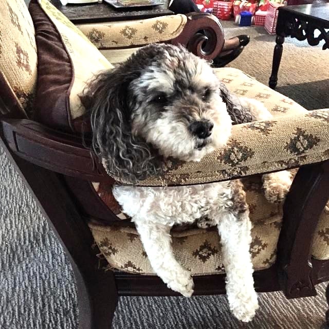 Our beloved dog, Charlie, laying on a chair.