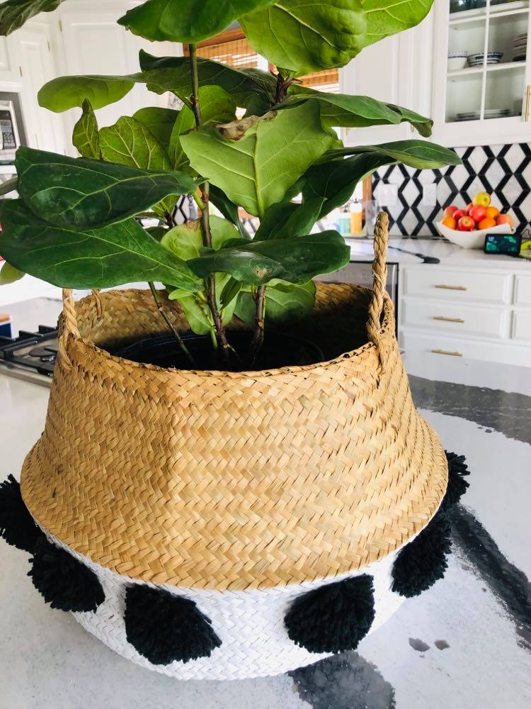 A fiddle leaf fig plant in a woven basket with pom poms.