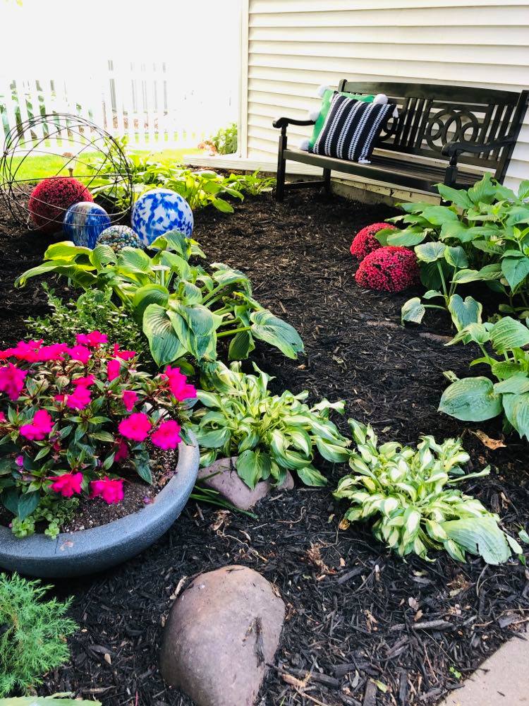 Hosta plants and impatiens with color in a shade garden.
