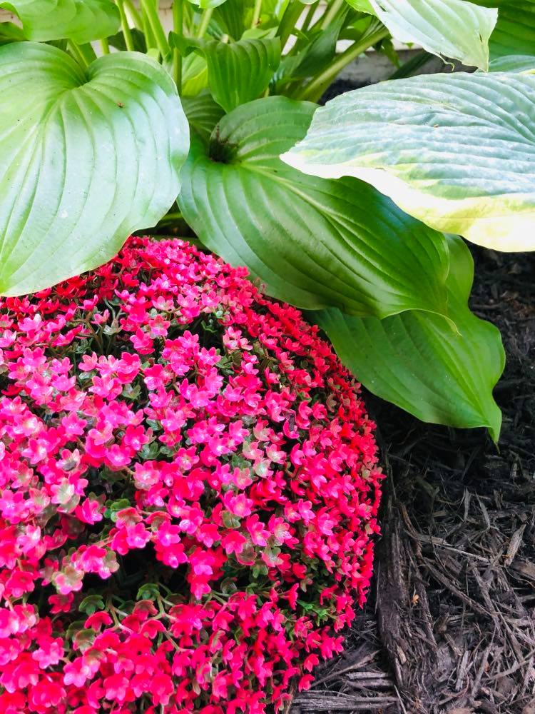 A faux flower sphere tucked under a hosta plant.