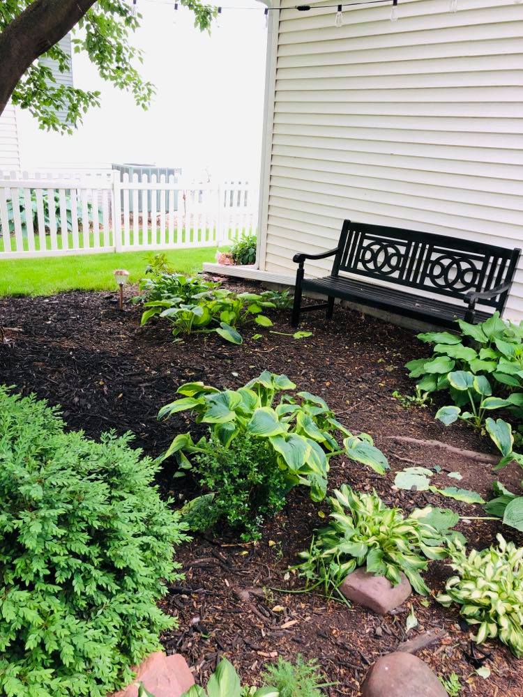 A garden area with green plants but no color.