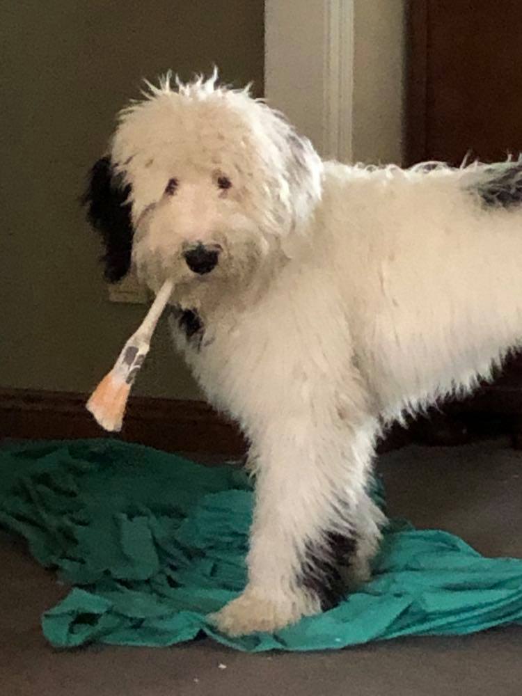 Our dog holding a paintbrush in his mouth as he "helps" paint the room.