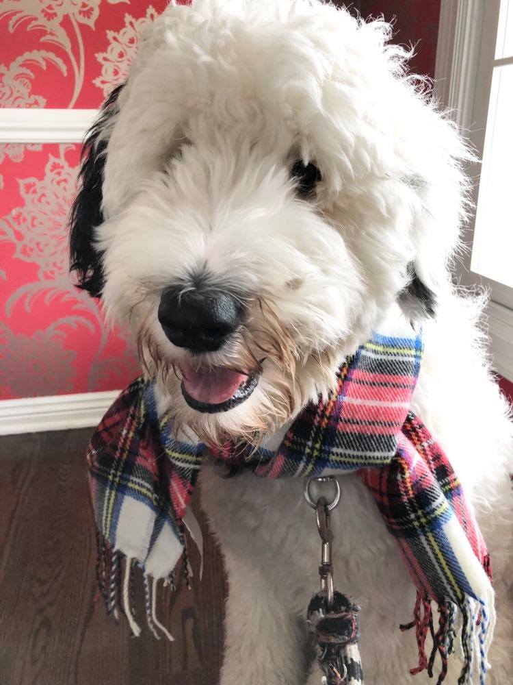 Bentley, our sheepadoodle dog, is excited for the Christmas Workshop.