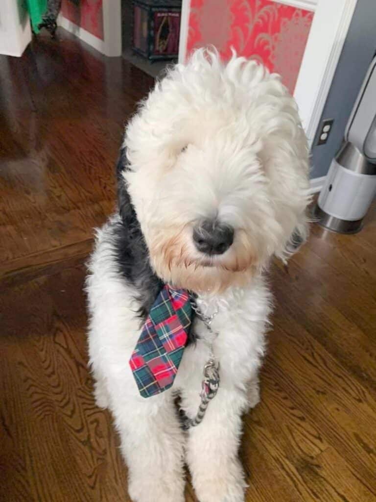 Sheepadoodle, Bentley, wearing a merry and bright tie for the holidays.