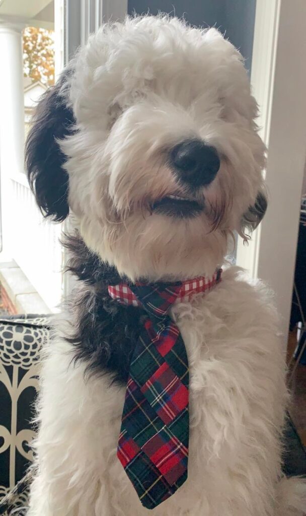 Bentley looking very dapper.