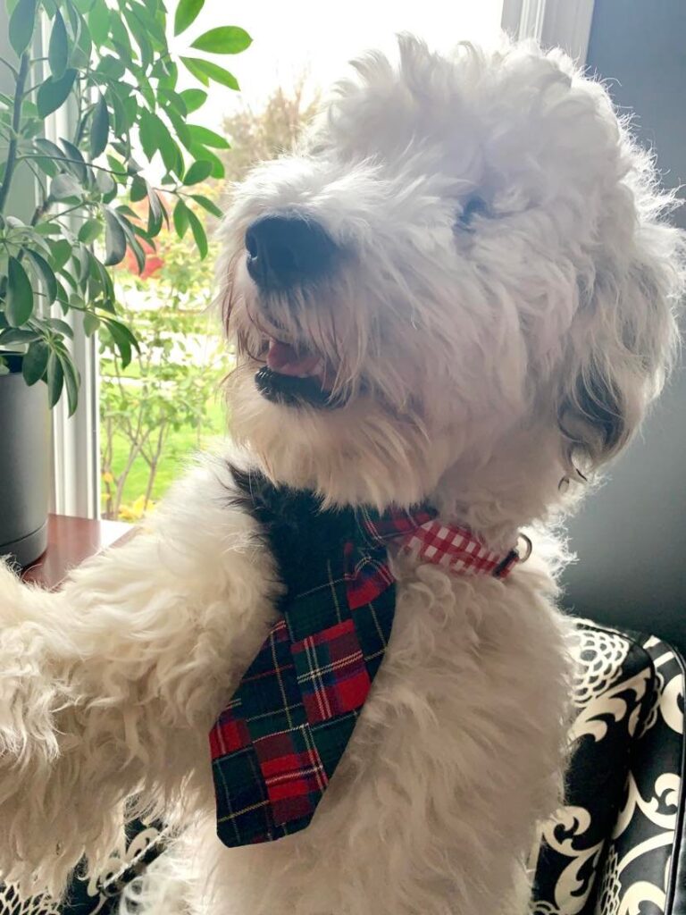 A side view of Bentley wearing his merry and bright tie for the holidays.