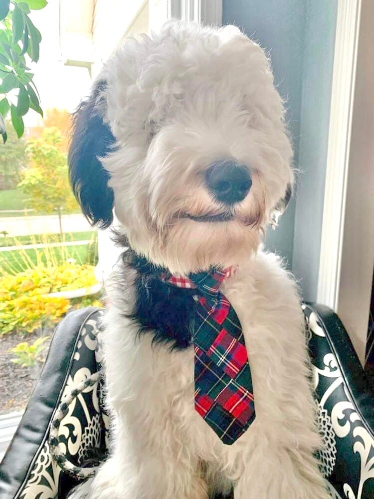 A sheep-a-doodle dog wearing a plaid tidings Christmas tie.