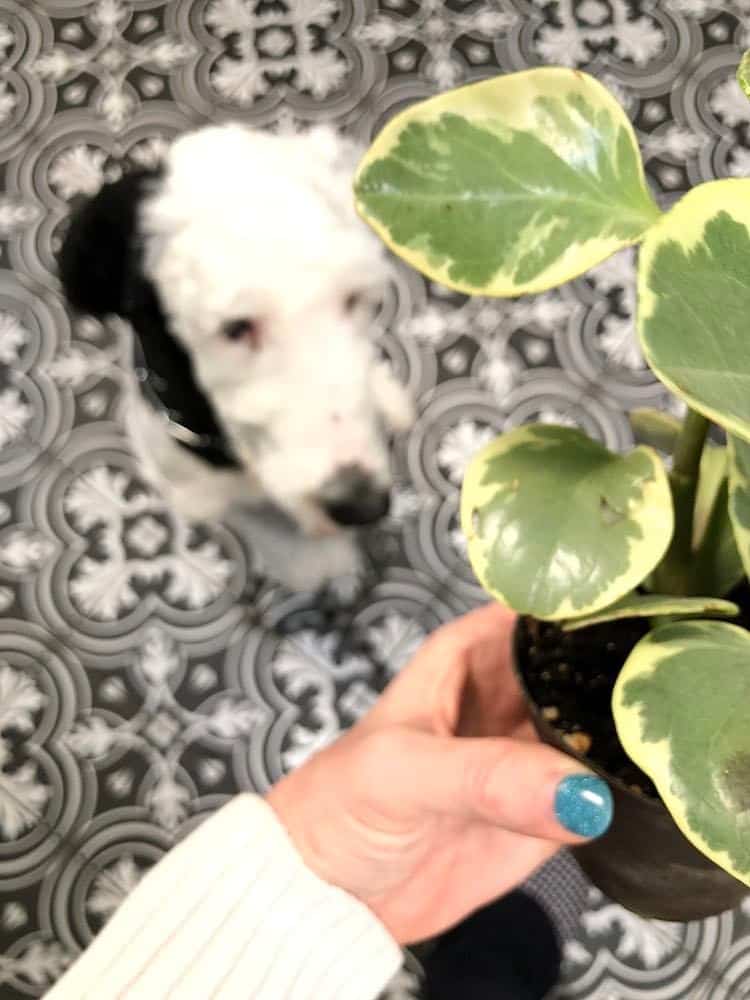 A dog looking at a plant.