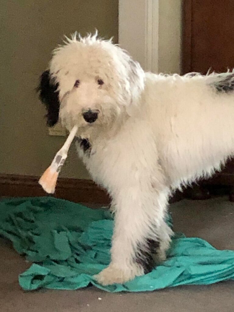 Bentley the dog says Happy New Year with a paintbrush in his mouth.