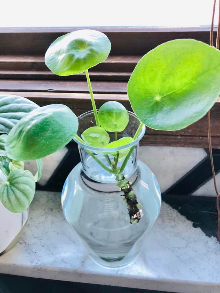 A Chinese Money Plant being propagated in water.