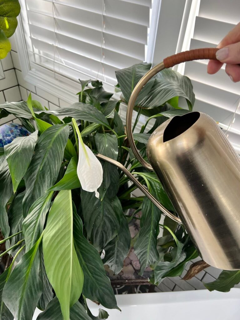 A peace lily plant that is in need of water.