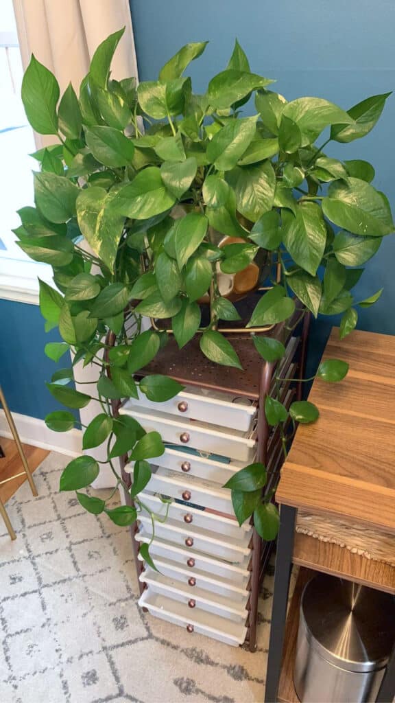 A pothos plant in a pot.