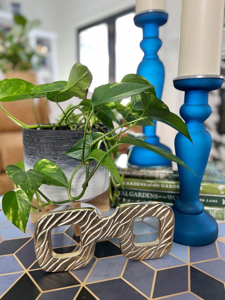 An easy-care pothos indoor plant.
