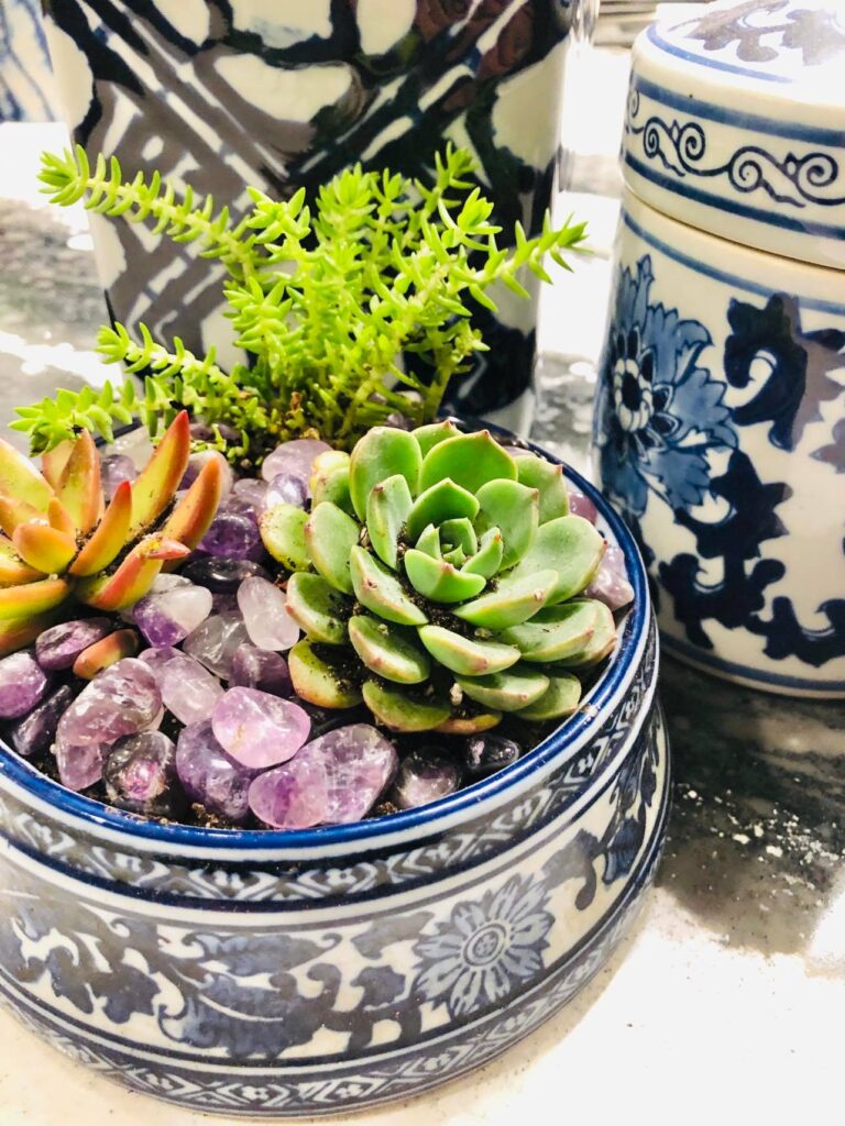 A succulent container garden using a blue and white dog bowl.
