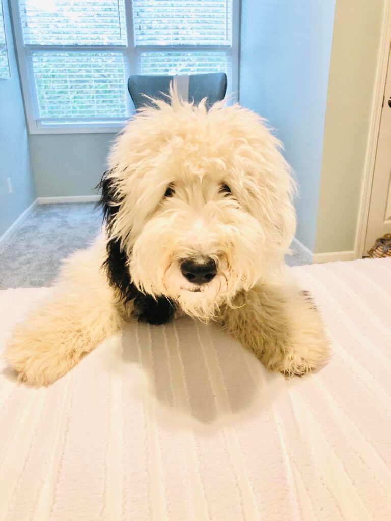 Our sheep-a-doodle dog, Bentley, is ready for the One Room Challenge!