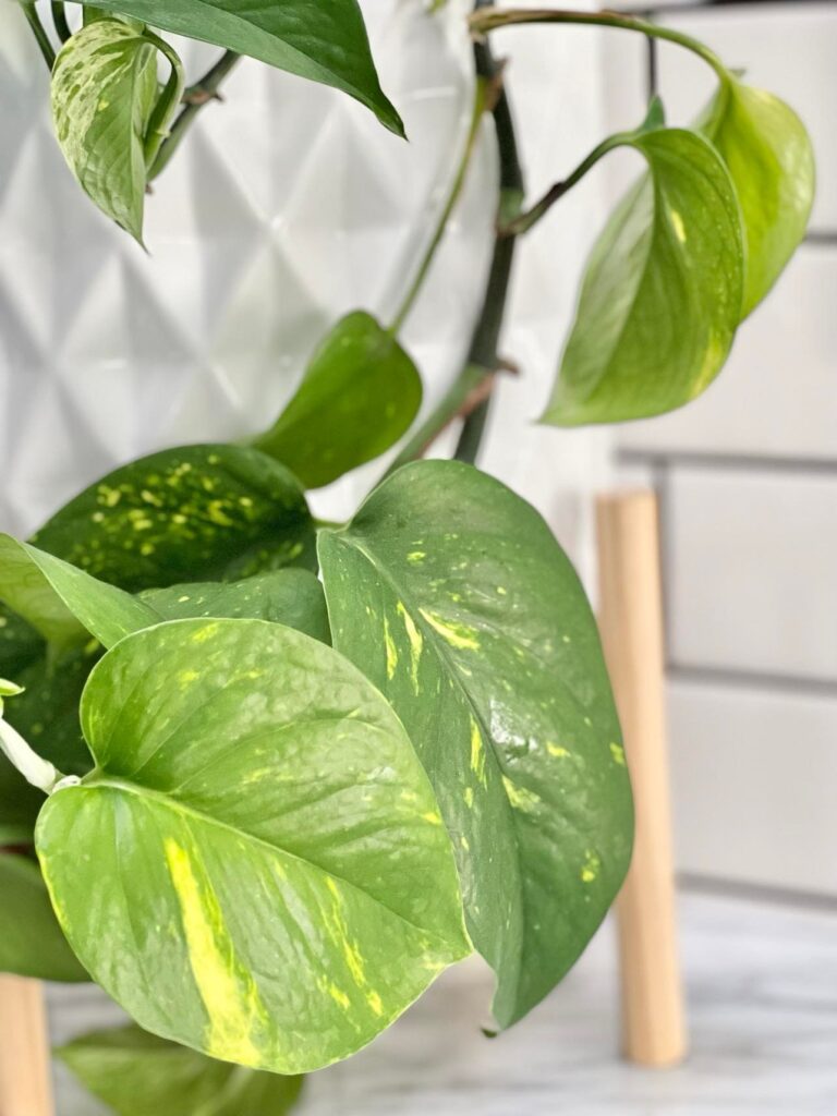 The green leaves of a pothos plant.
Budget-friendly bathroom spa experience.