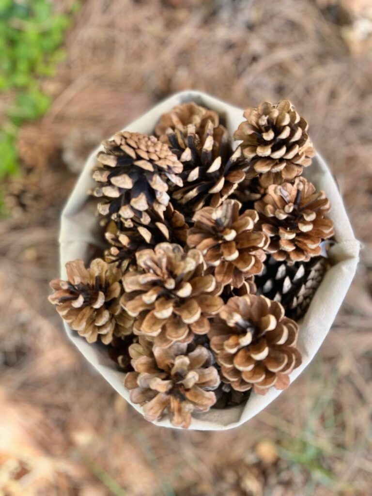 fall front porch decorating ideas on a budget:  bag or foraged pine cones.