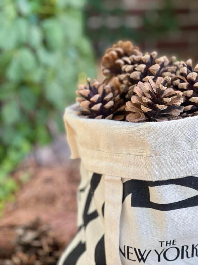 A bag of pinecones.