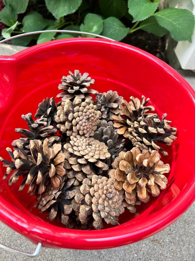 The pinecones in a large red bucket.
