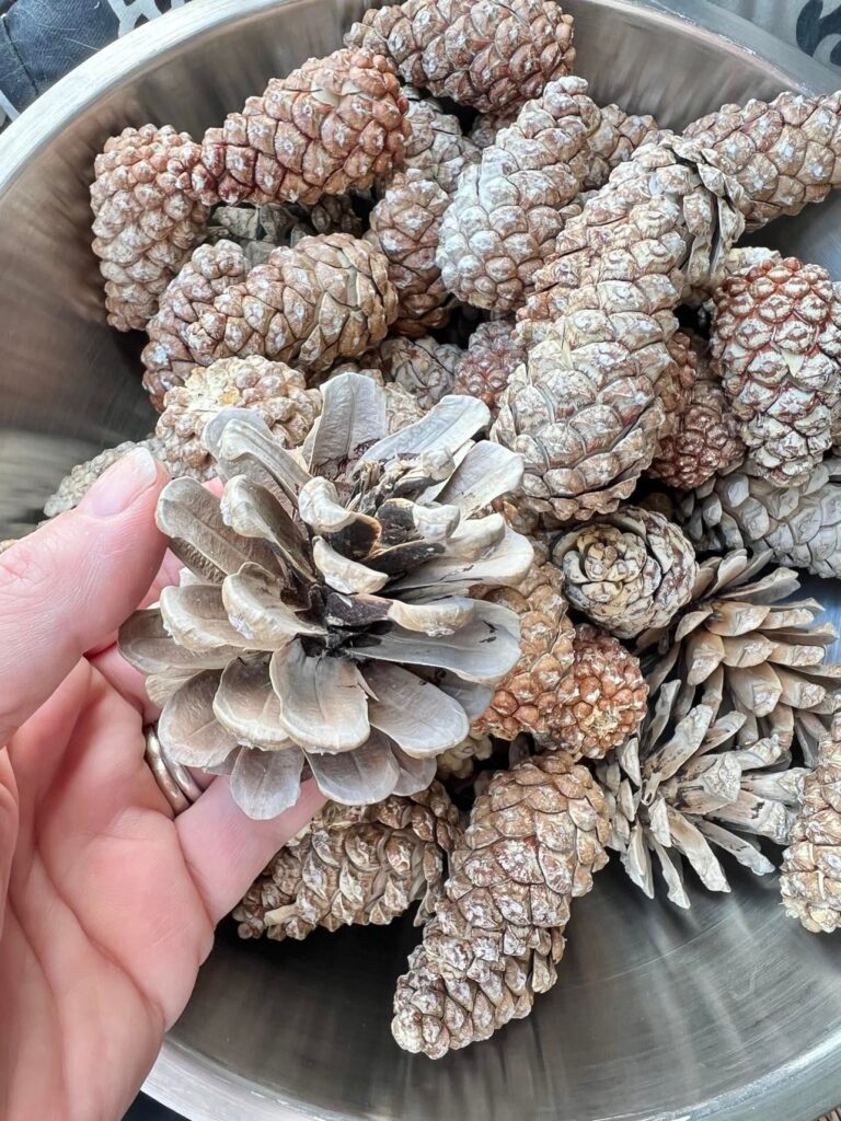 A pinecone that has opened up after drying. "How to Bleach Pinecones"