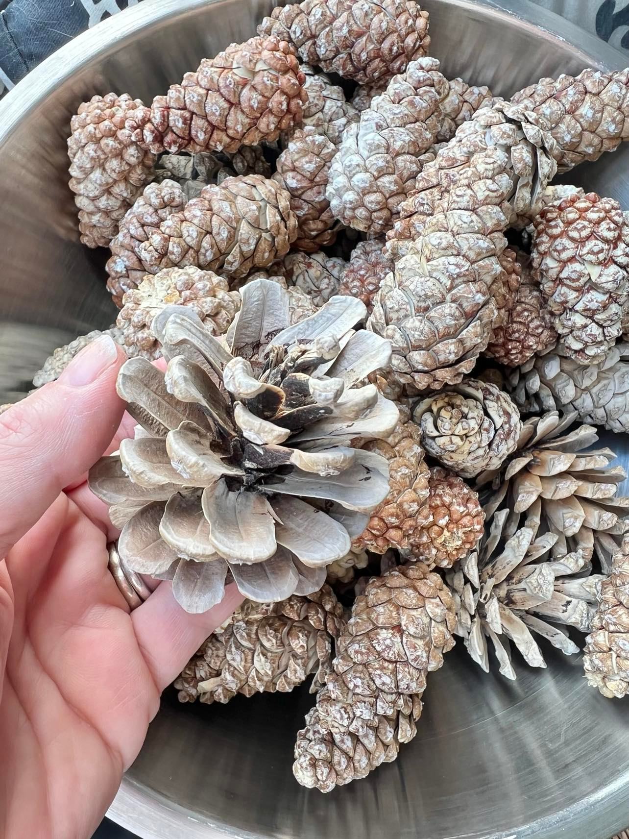 How to Bleach Pinecones