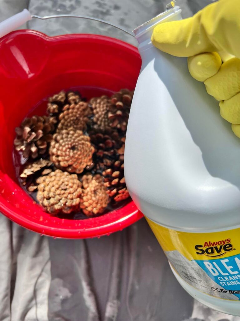 Pouring bleach into the water and pinecones when you learn how to bleach pincones.