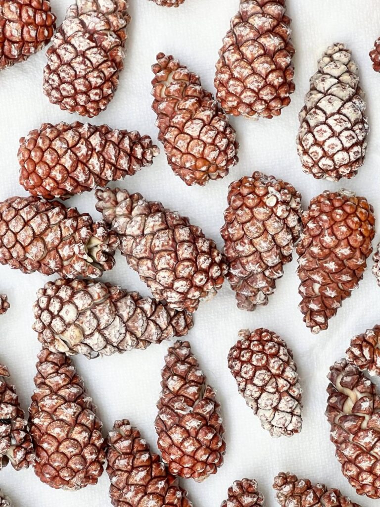 Pinecones drying on a piece of fabric.