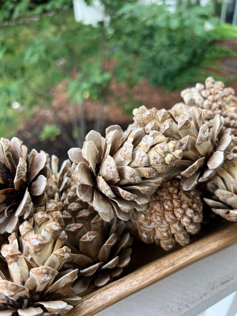 Close-up of bleached pinecones. "How to bleach pinecones."