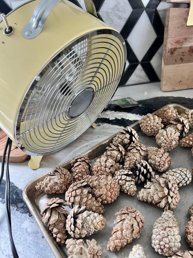 A tray of pinecones sitting in front of a fan.
How to bleach pinecones.