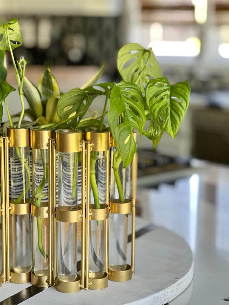 Cuttings of a monstera plant in glass tube vials.