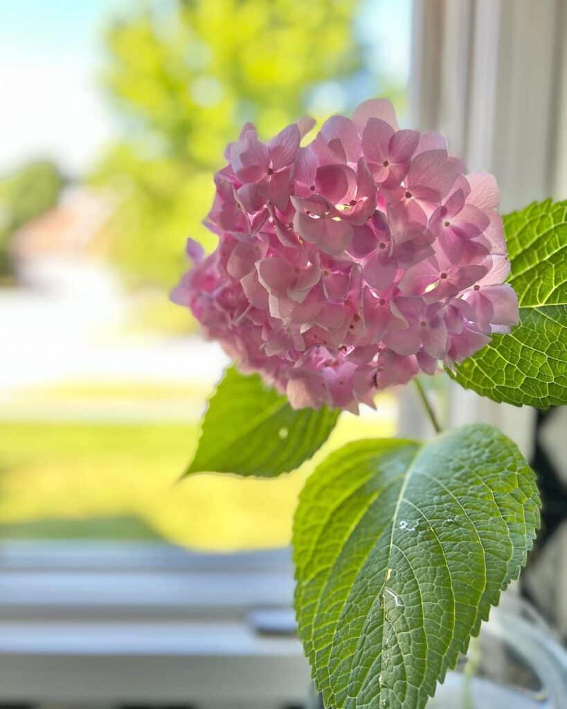 A single pink hydrangea sits by the kitchen sink.