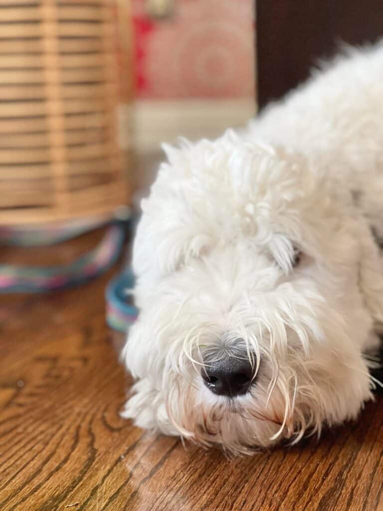 Our dog, Bentley, laying on the floor.