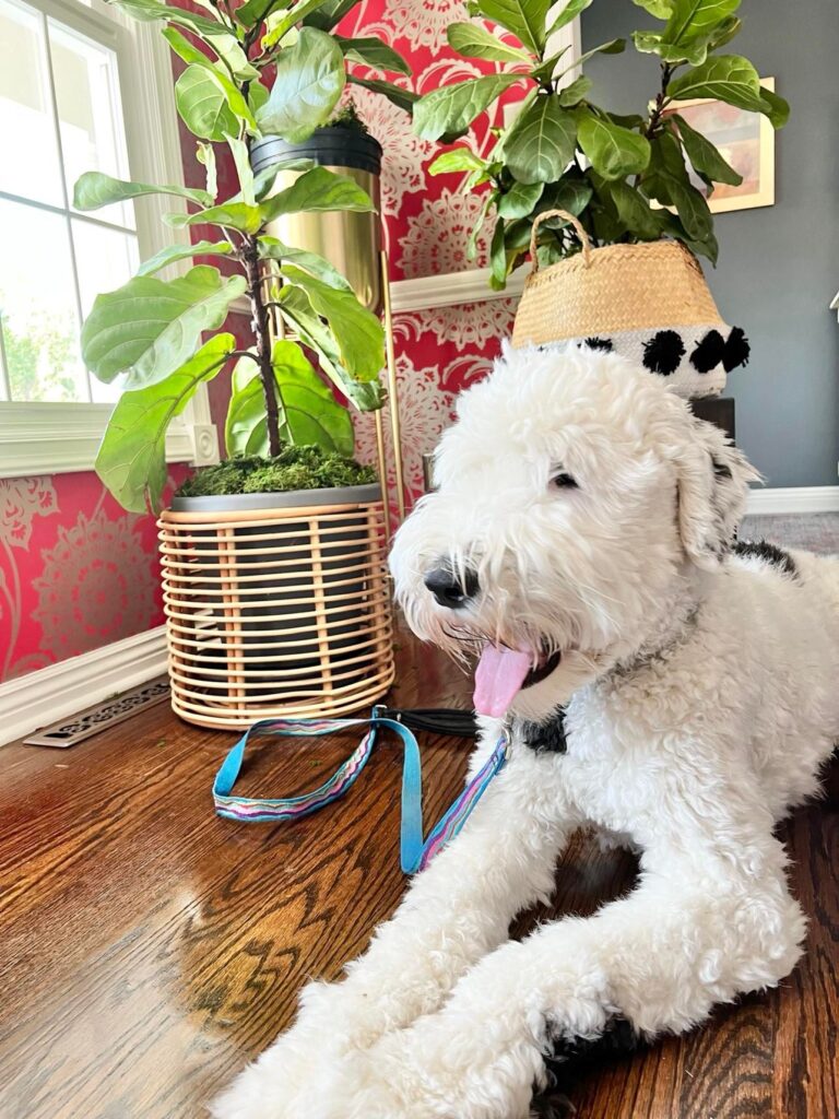 How to Easily Transplant Plants Without Killing Them: Bentley standing guard next to three potted plants.