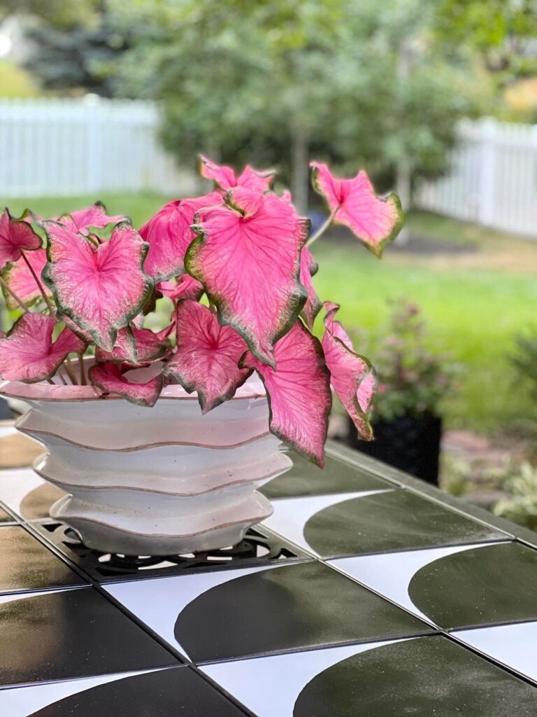 A white pot of pink caladiums on a patio table. 