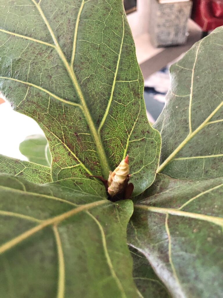 A new bud on a fiddle leaf fig plant that is needing to be transplanted to a large pot.