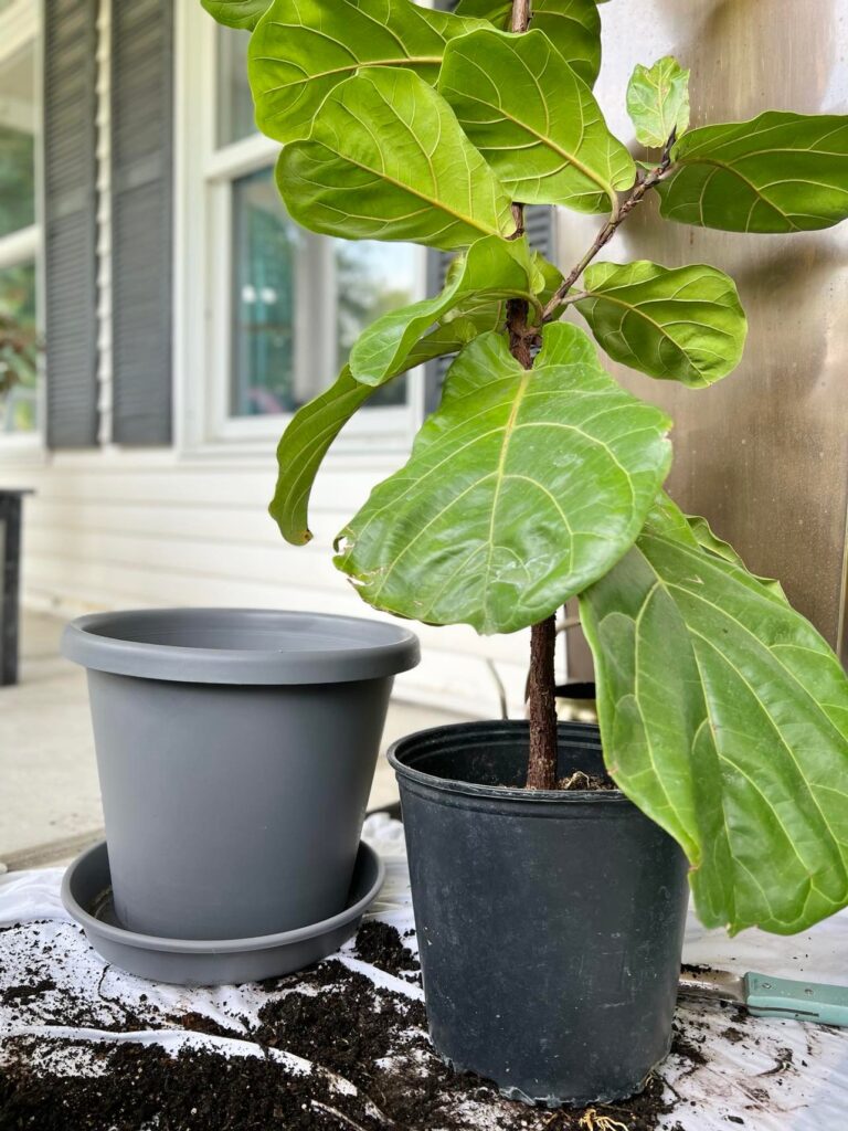 A fiddle leaf fig plant that has outgrown its pot and is going to be transplanted into a larger pot sitting beside it.