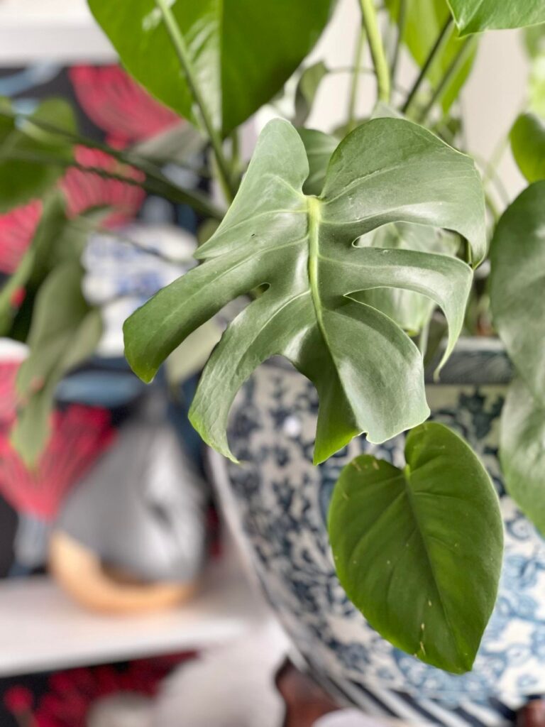 A monstera plant in a blue and white pot.