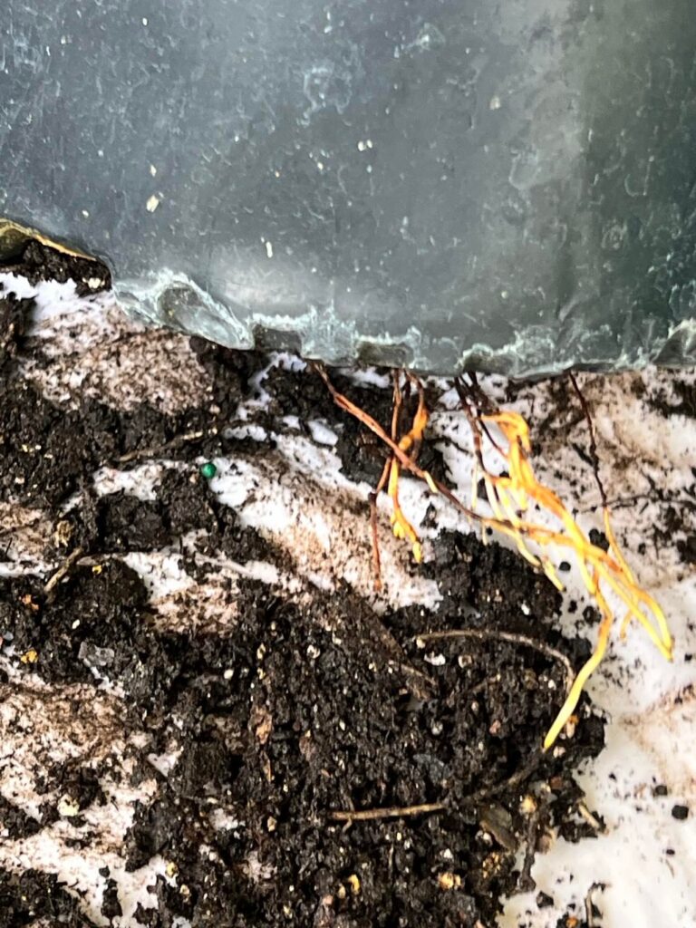 How to Easily Transplant Plants Without Killing Them: Roots growing through the bottom of a pot.