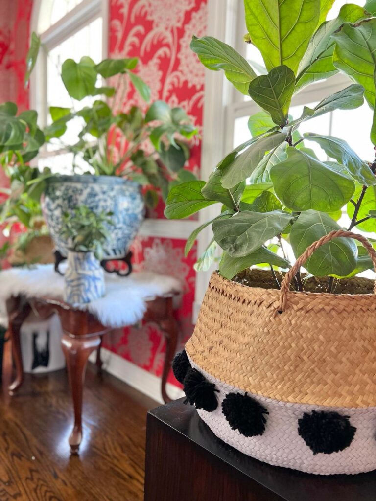 How to Easily Transplant Plants Without Killing Them: A newly transplanted plant in a basket by the window.