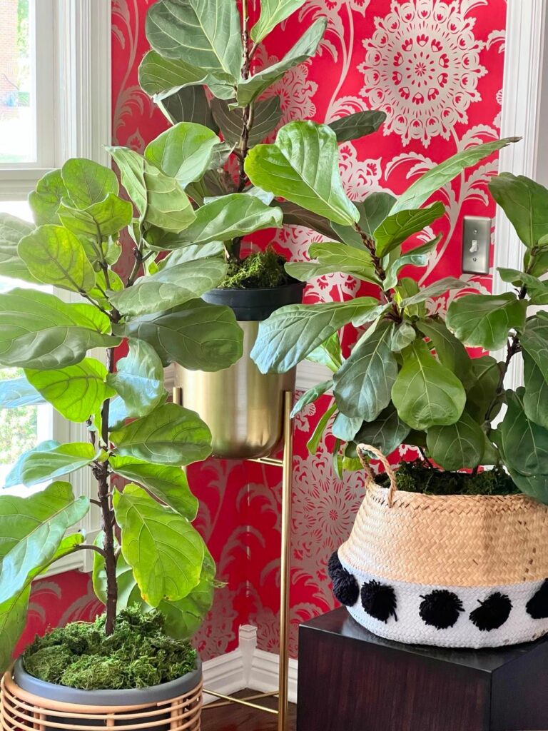 Three fiddle leaf fig plants that have been transplanted to larger pots.
