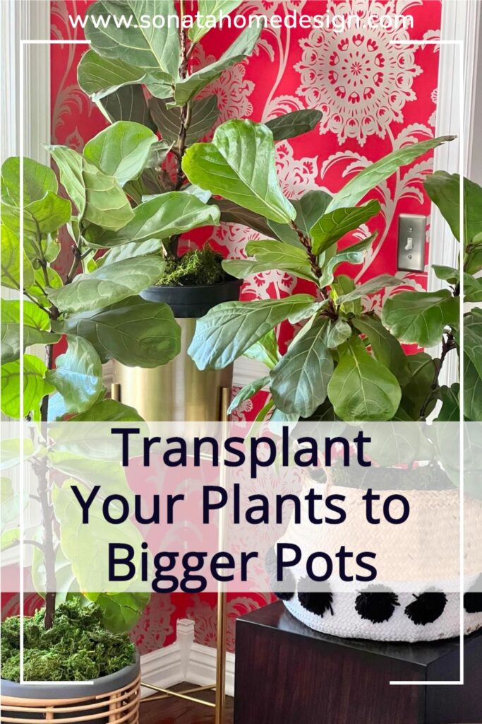Transplant Your Plant to Bigger Pots