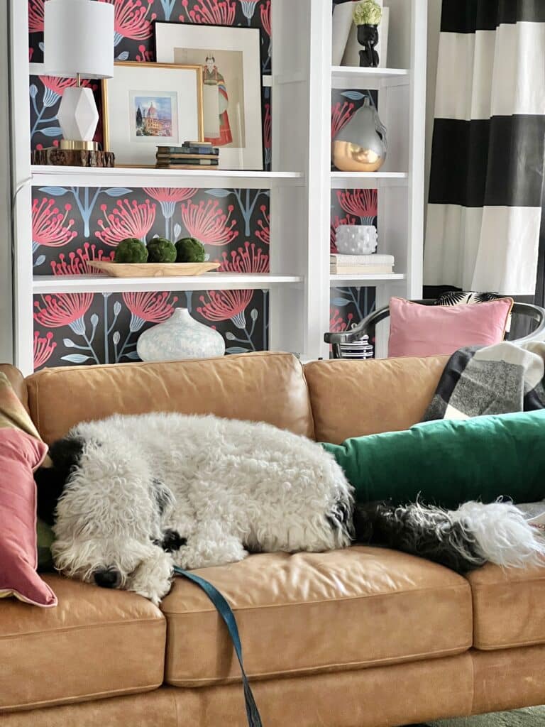 Our dog Bentley sleeping on our living room sofa while I shop during Amazon Prime Early Access Sales.