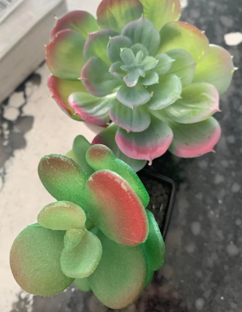 dollar store succulents